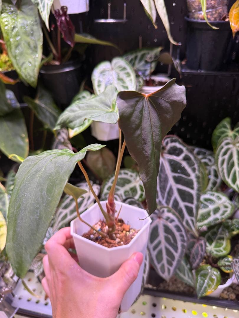 Anthurium Papi. FS（indo）/ Portillae X RL