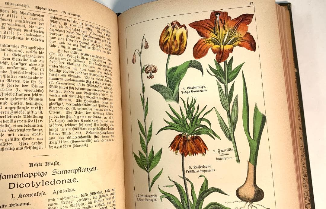 Bilder-Atlas des Pflanzenreichs植物界絵図アトラス