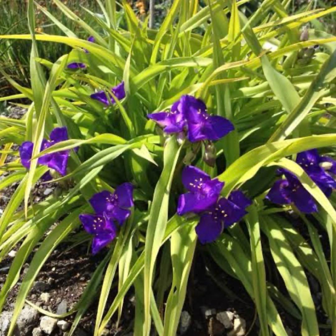 おまけ苗