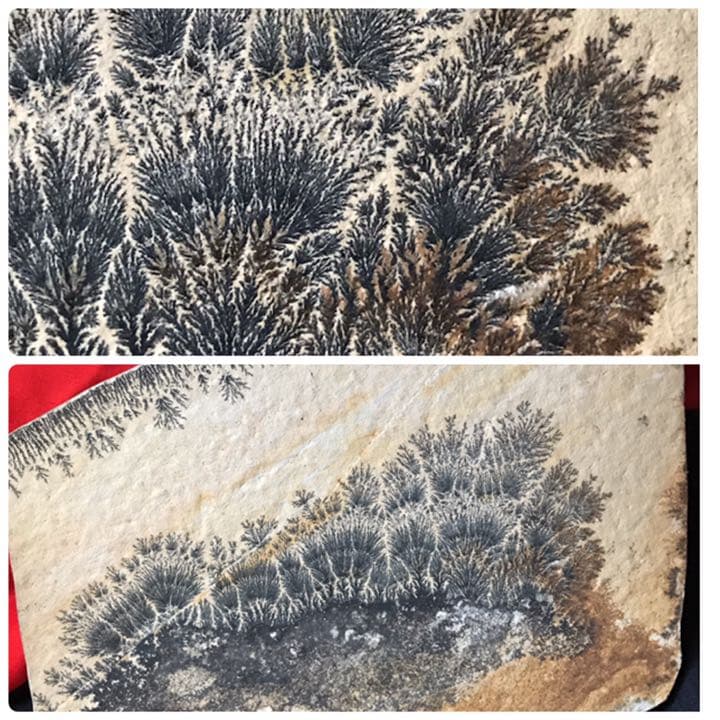 永久に枯れない樹木を封じ込めた石　樹形石(しのぶ石)  Dendrite