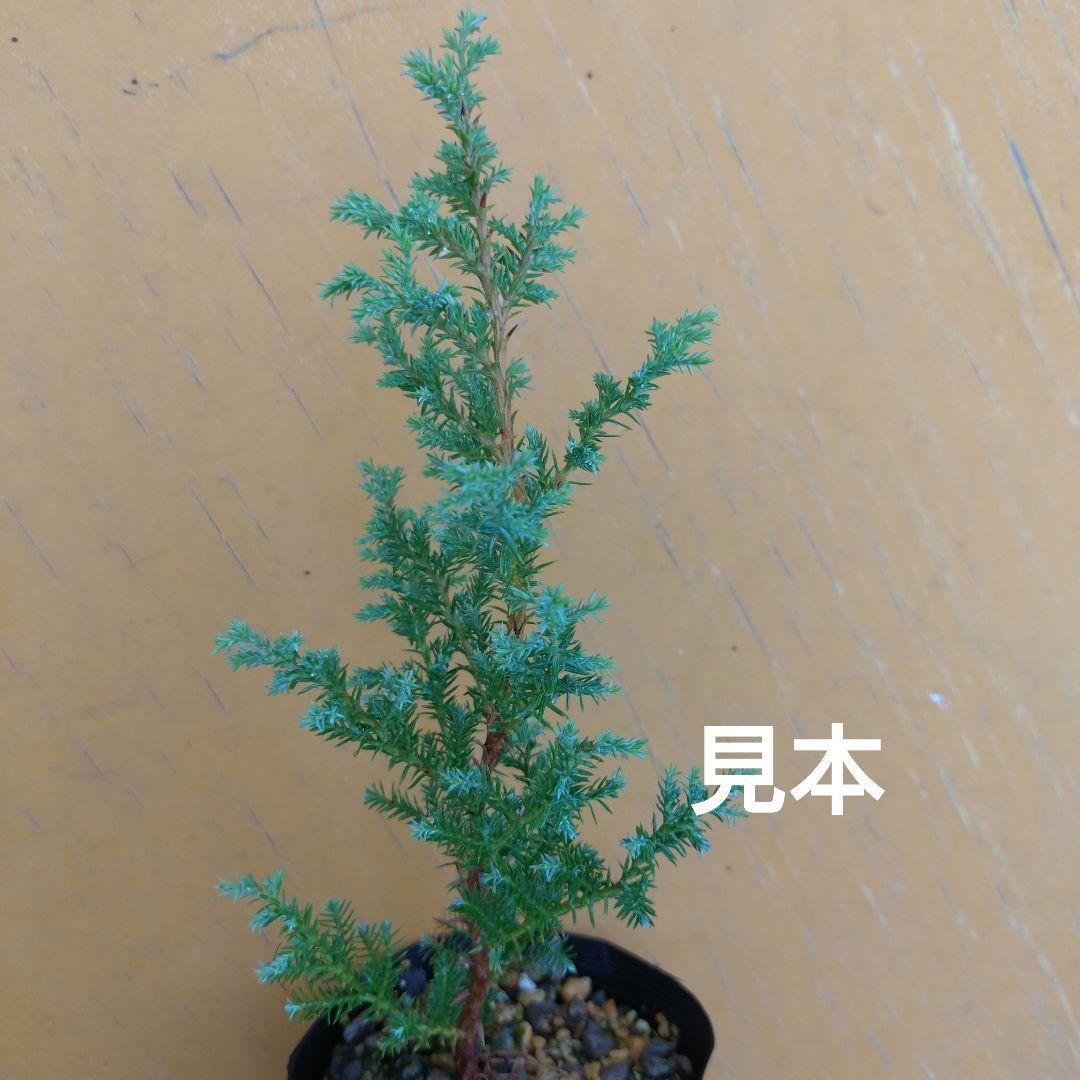 EN wood様用　ヒムロスギ苗　ブルーアイス苗