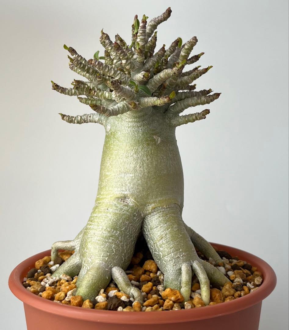 【極美タコ足/極太/塊根植物】アデニウム タイソコトラナム タコ足仕立て 鉢植え