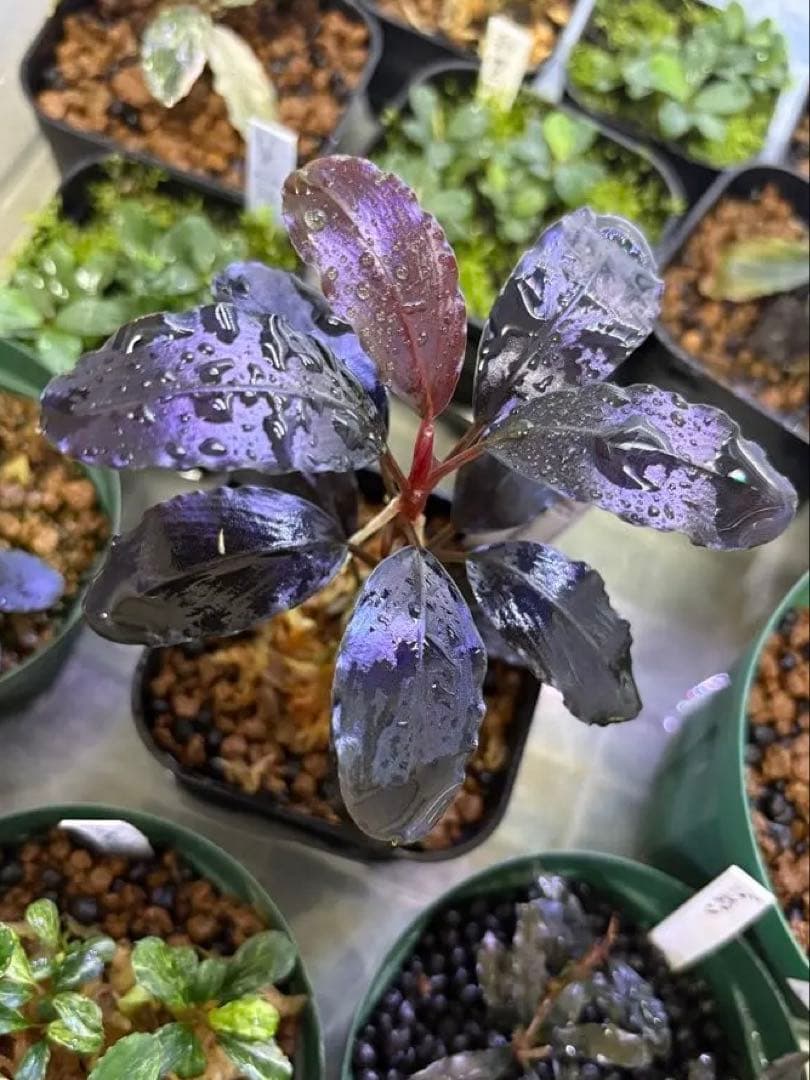 y*t様 Bucephalandra sp. Theia Blue
