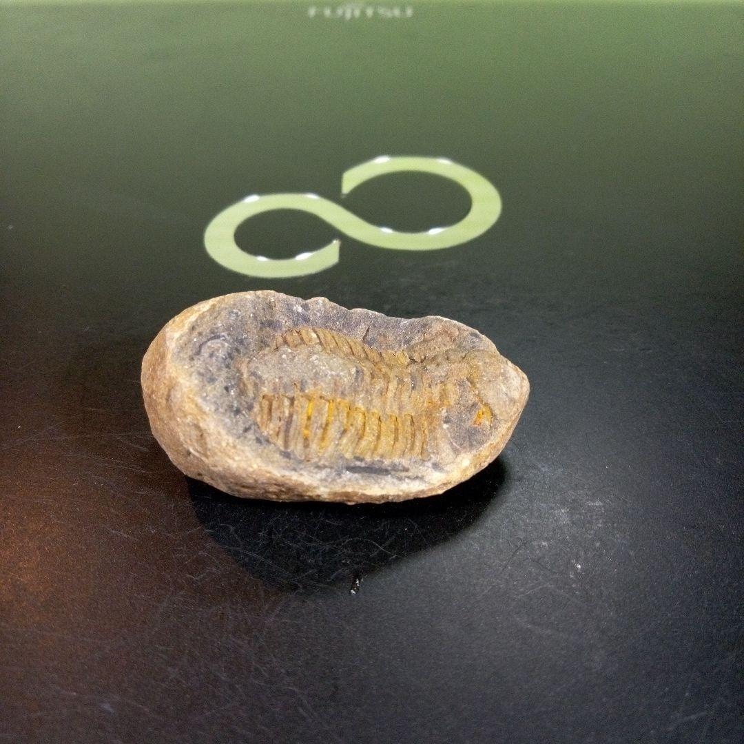 三葉虫　化石　fossil　ボリビア産　トライロバイト　三葉虫個体③