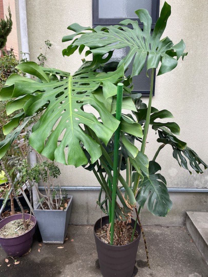 直接引取■巨大な葉のモンステラ・デリシオーサ/葉 60cm/観葉植物/190cm