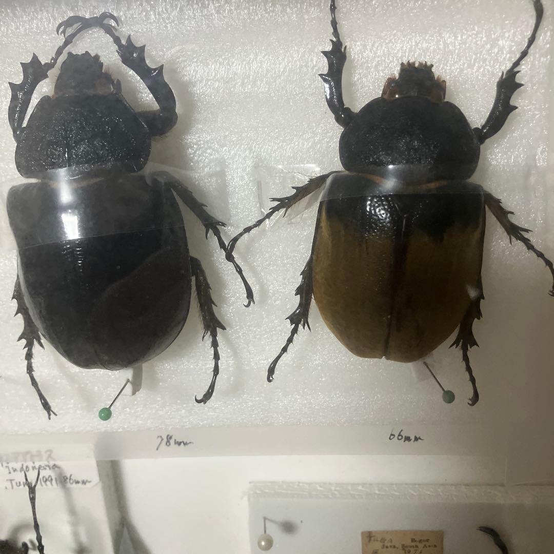 甲虫セット