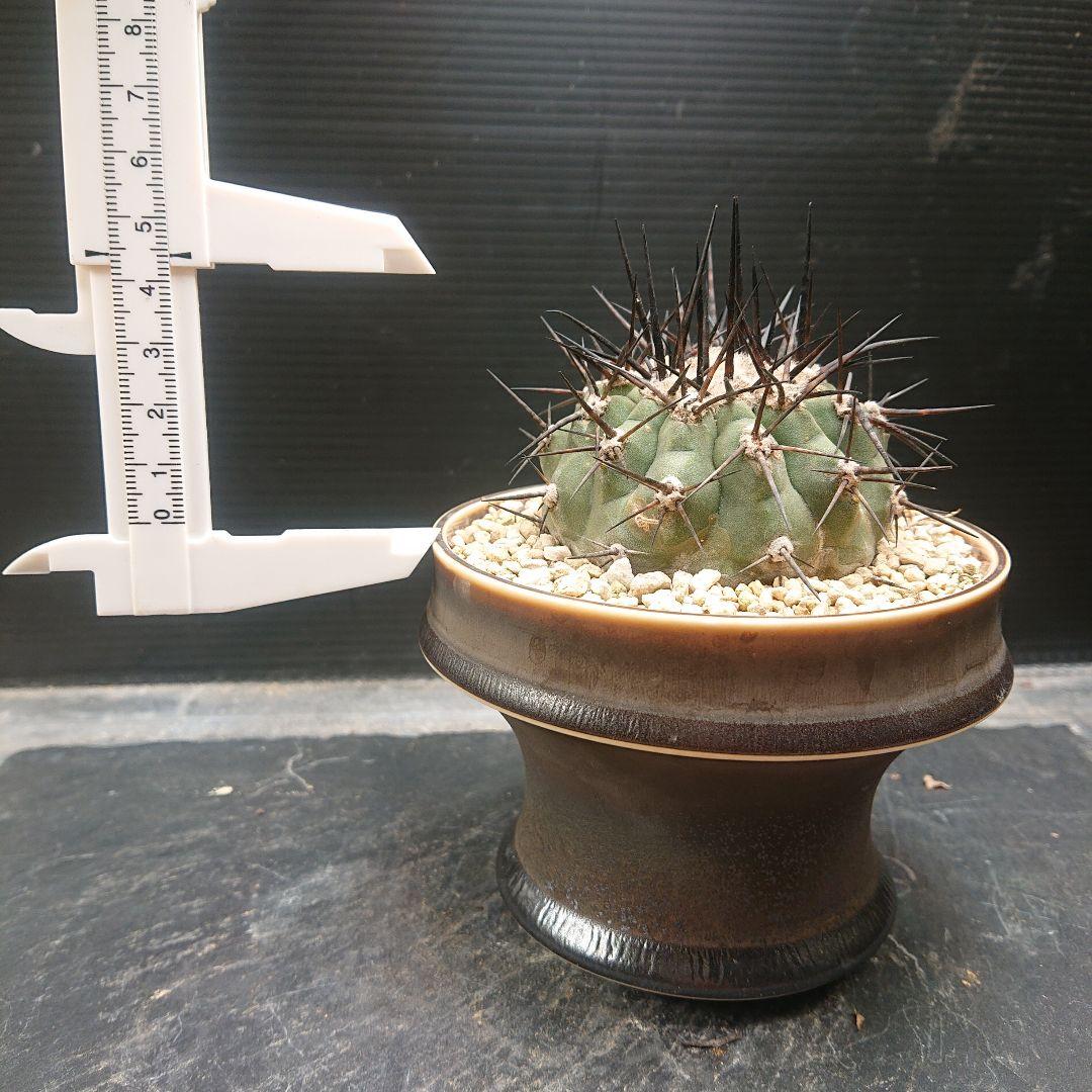国王丸 コピアポア 【 強刺】 実生 陶器鉢付き