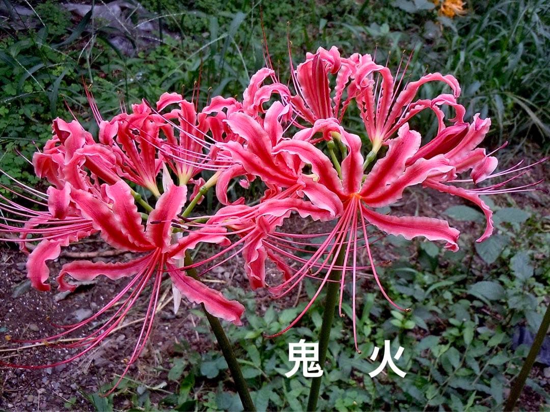 花 ALBAROSA
