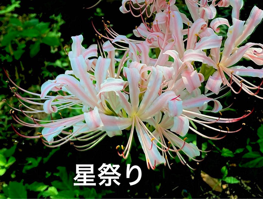 花 ALBAROSA