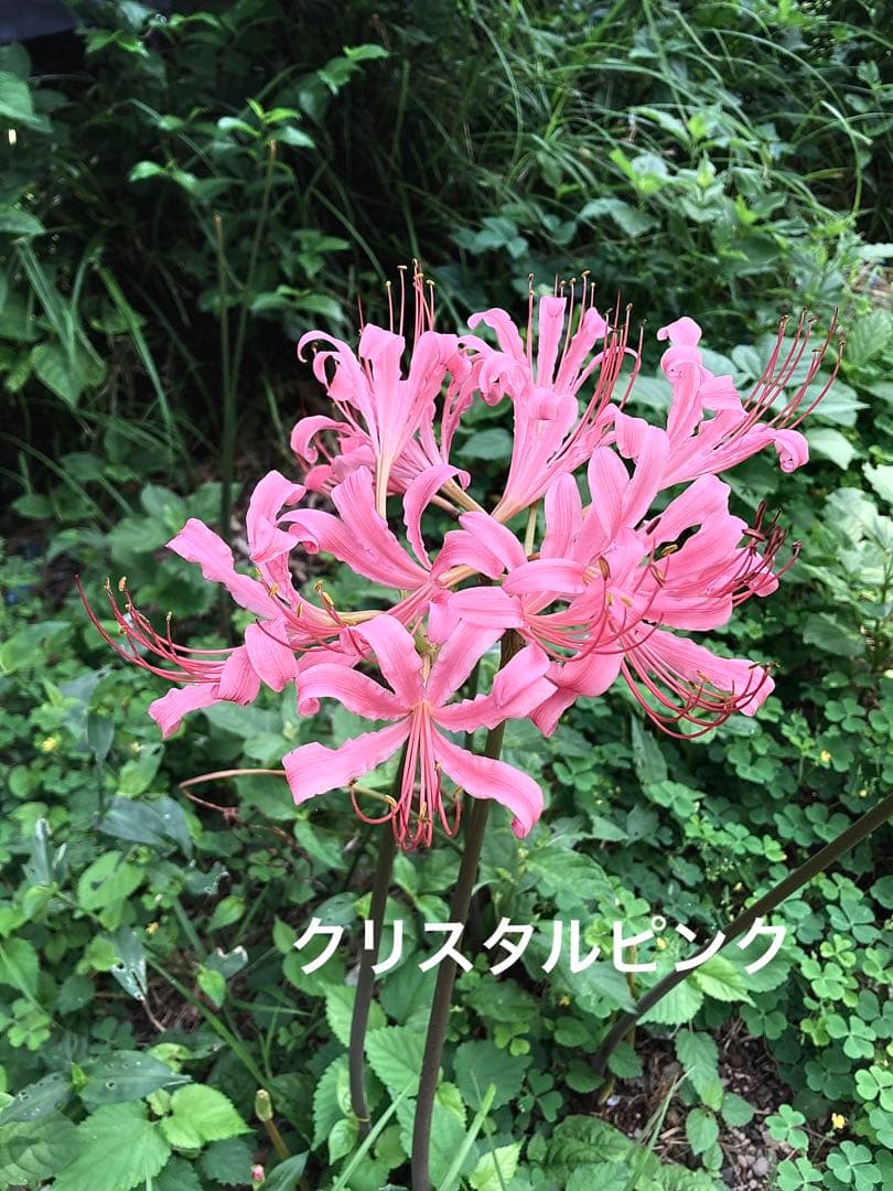 花 ALBAROSA