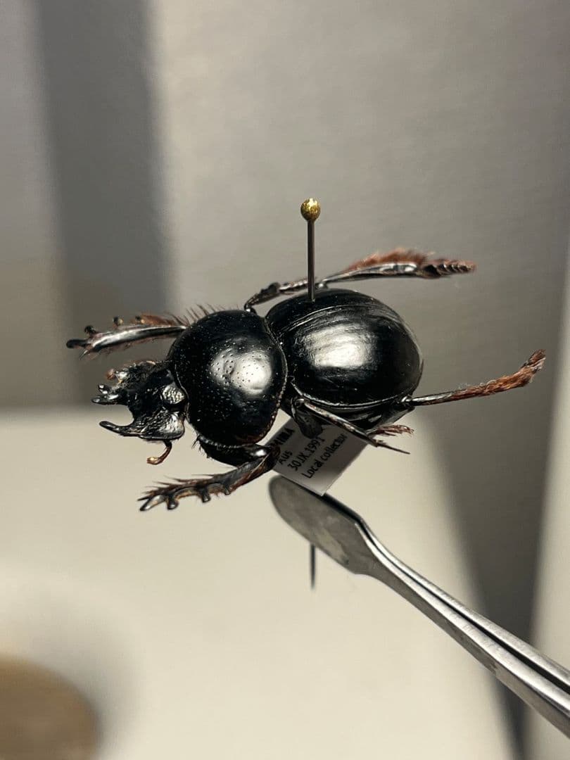 【24mm♂】クモガタタマオシコガネに酷似のPachysoma標本　糞虫