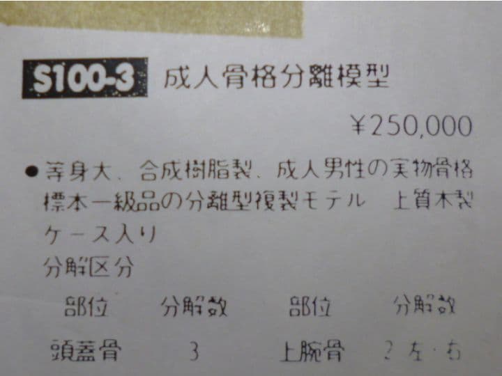等身大人体骨格模型　坂本モデル