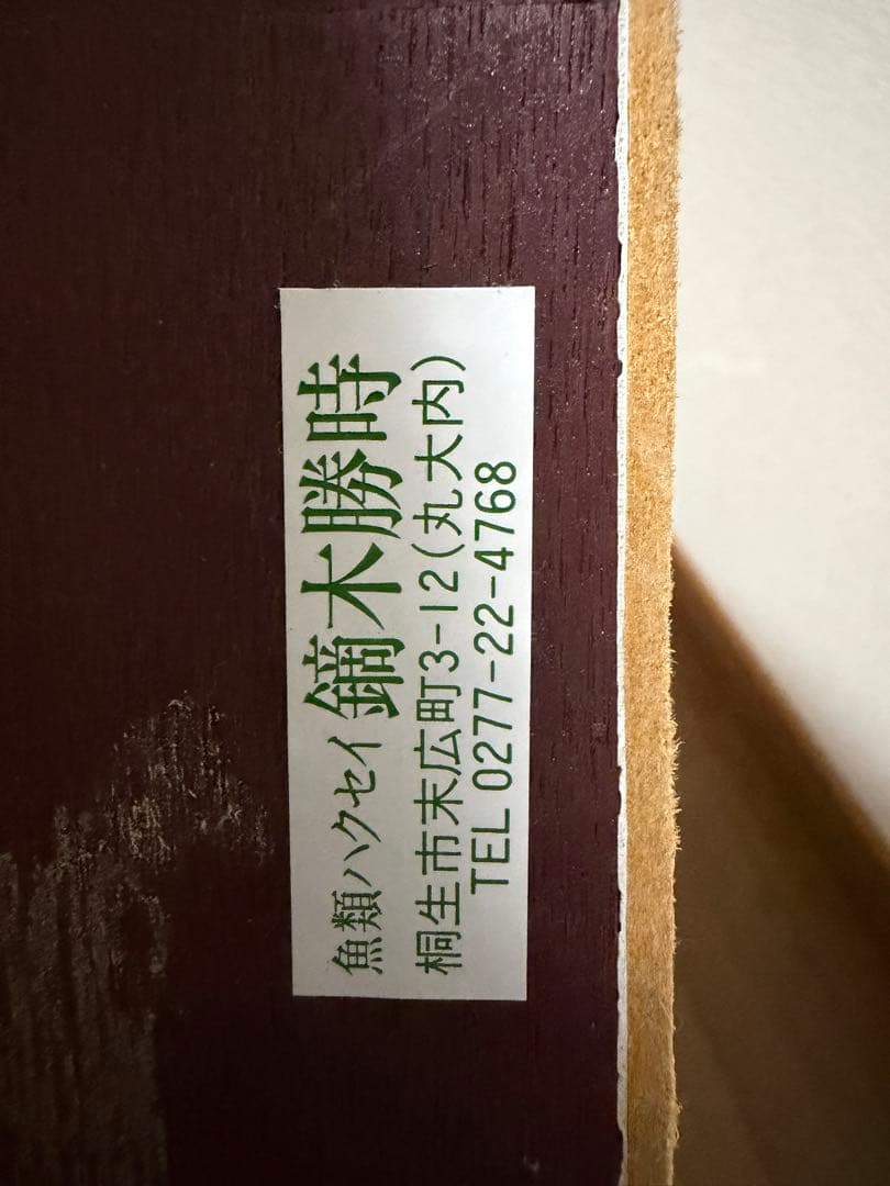 イワナ　剥製