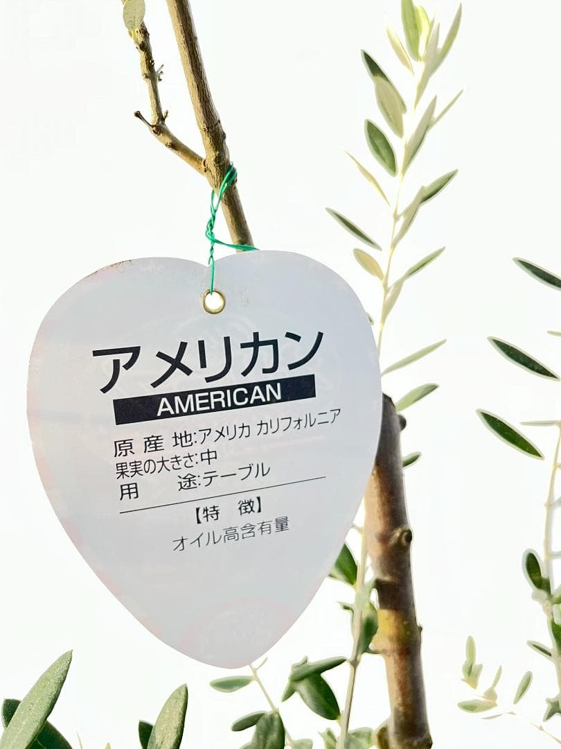 オリーブの木　アメリカン　10号　約140cm　K-334　希少品種　現品掲載