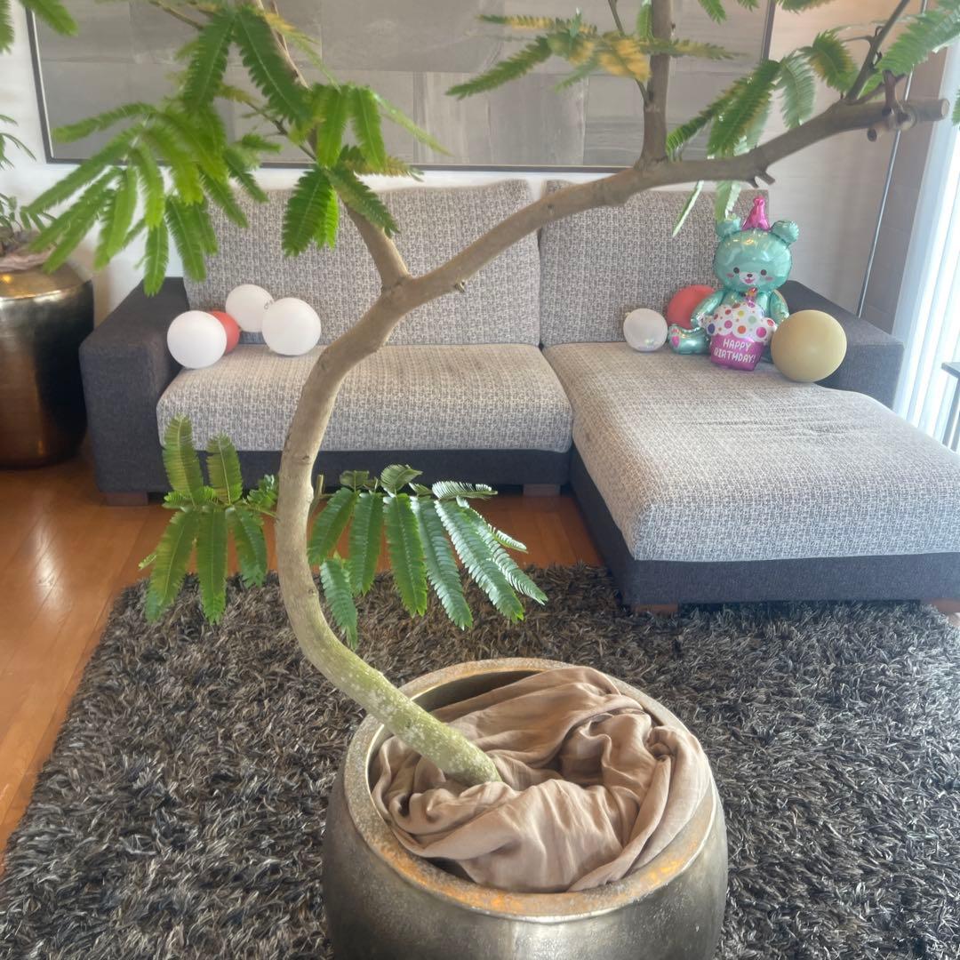 エバーフレッシュ　大型　幹太　曲がり樹形　観葉植物　カッシーナ　アクタス