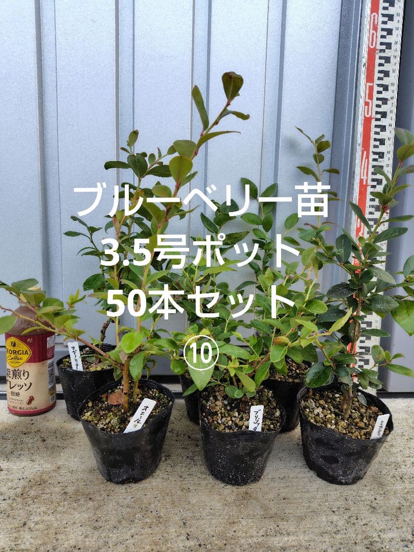 ブルーベリー苗3.5号ポット50本セット⑩
