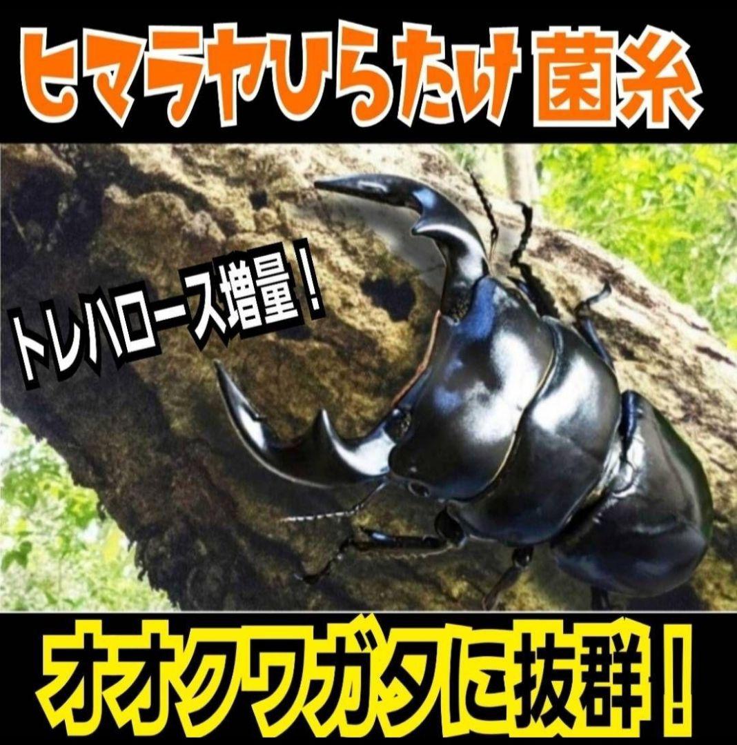 極上！ヒマラヤひらたけ菌糸瓶　800ml【10本】ニジイロクワガタにお薦め！