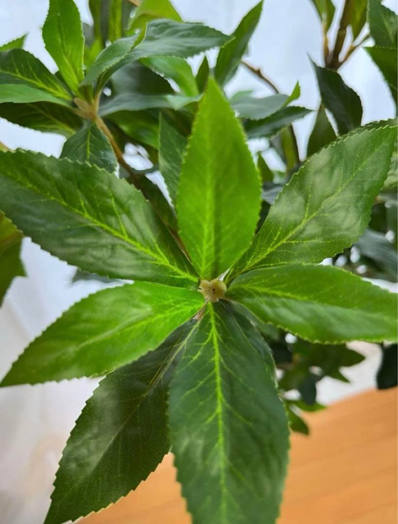 光触媒　人工観葉植物　ウォールグリーン　フェイクグリーン　アセビ215gg