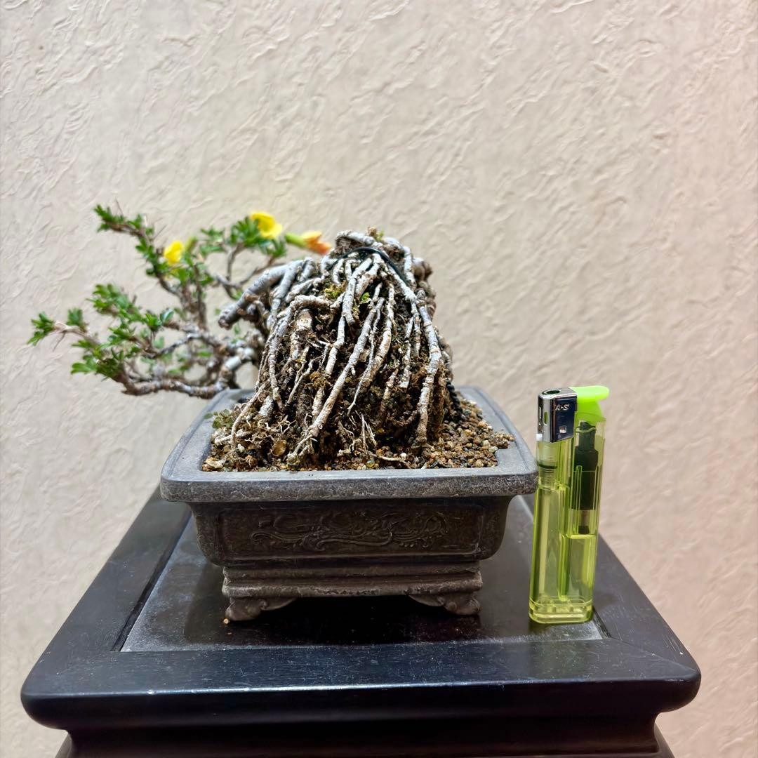 逸品！上下10㎝　根上がり　群雀　ムレスズメ　小品盆栽　真柏　黒松　五葉松　塊根