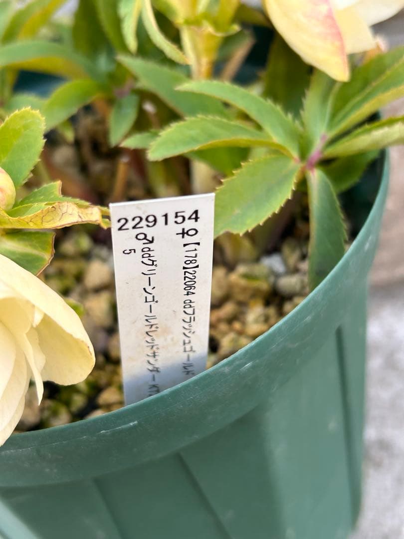 蕾多数　充実株　加藤農園　ddゴールド濃フラッシュ