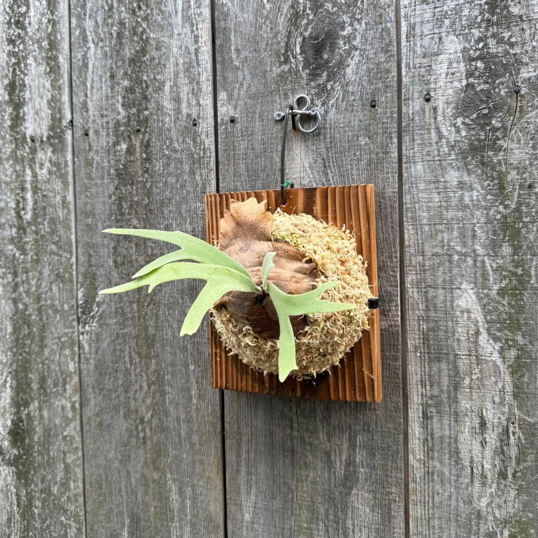 P. willinckii cv. Sombrero (pup) ビカクシダ