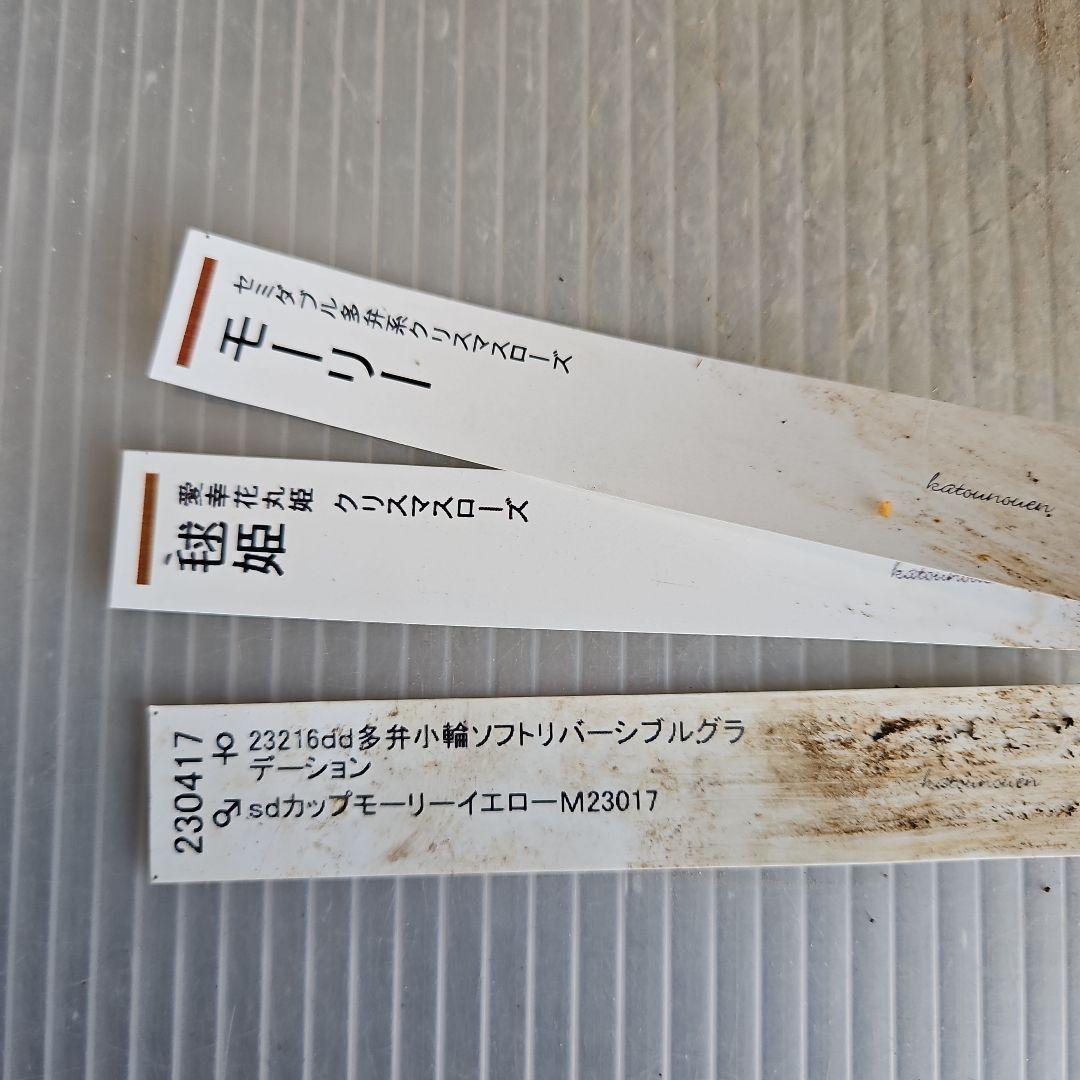 雨の庭様ご購入苗㉖-53クリスマスローズ