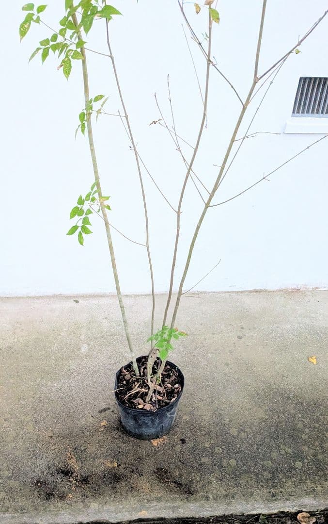 端正。山採りアオダモ。