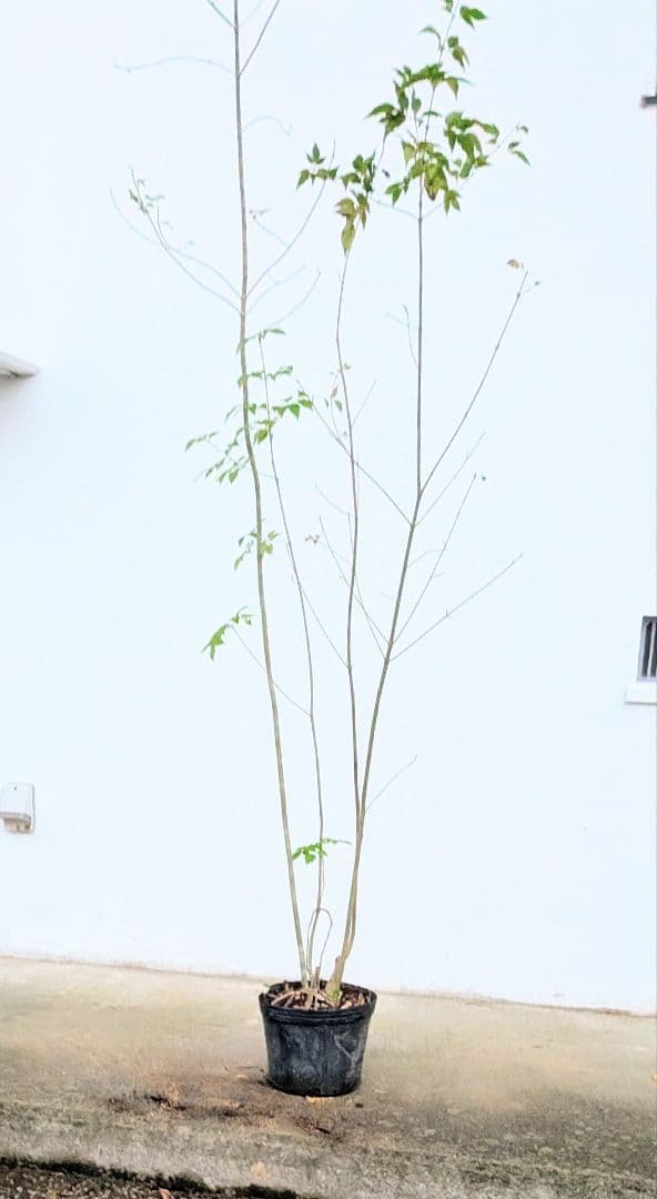 端正。山採りアオダモ。