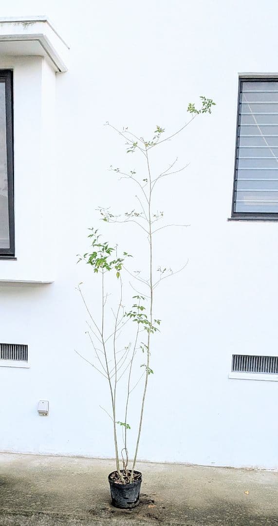端正。山採りアオダモ。