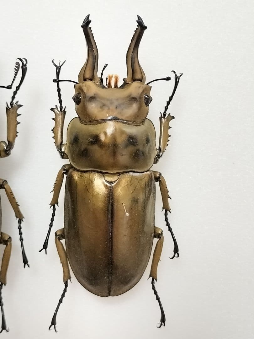 大型オウゴンオニクワガタ標本 2♂セット