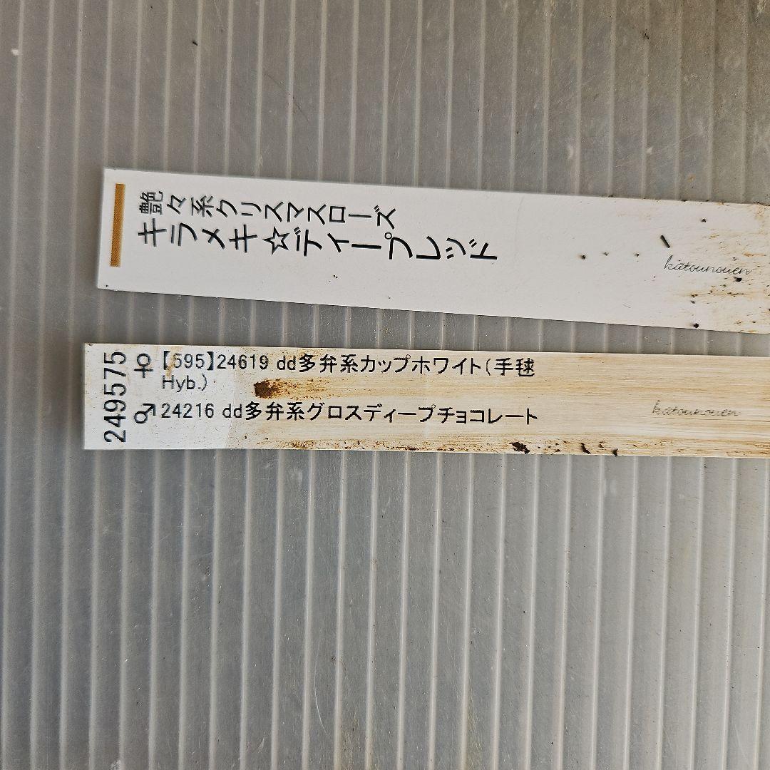 ㉖-416クリスマスローズ