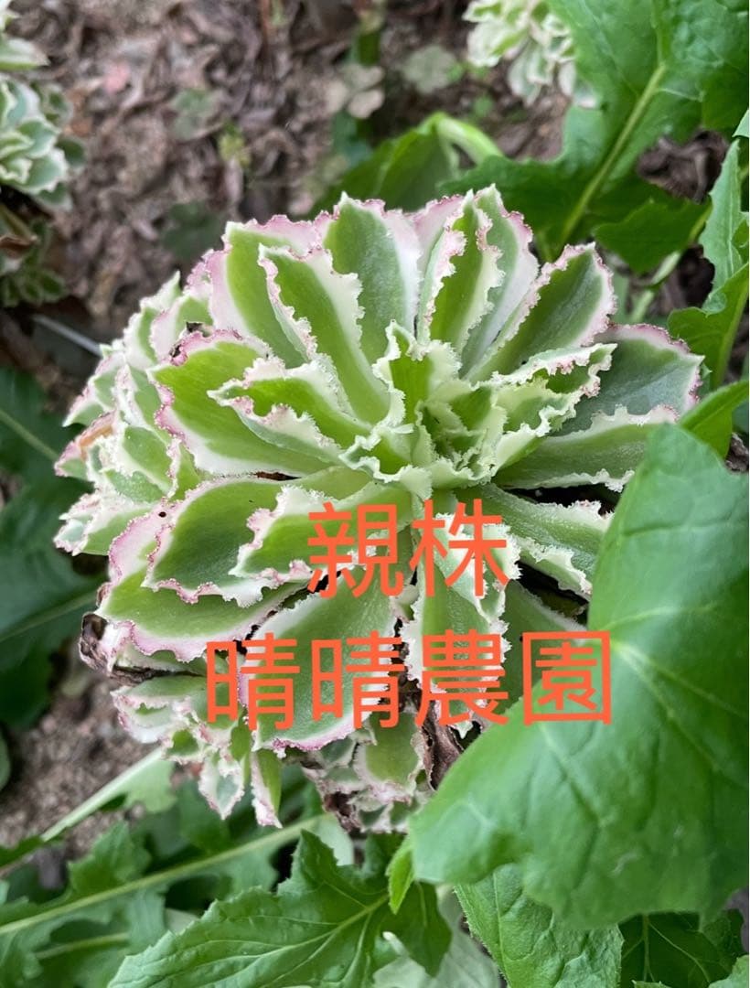 初販売 フリルの子 氷の珠玉の露 アエオニウム 多肉植物 カット苗