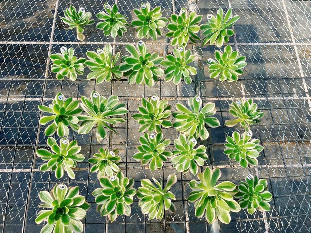 初販売 フリルの子 氷の珠玉の露 アエオニウム 多肉植物 カット苗