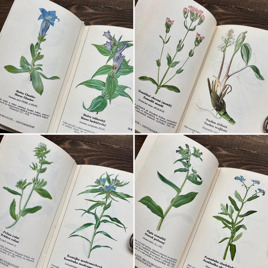 [698種類の植物画]チェコの古い植物図鑑2冊セット(1980年)/植物画/