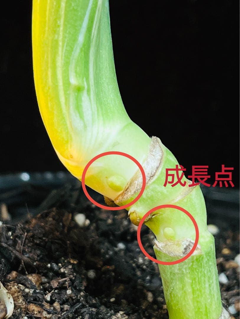 【美品】モンステラ デリシオーサ ホワイトモンスター　天津蘭 4個成長点