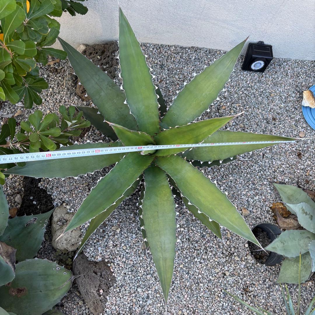 キシロナカンサ　大株　約80cm