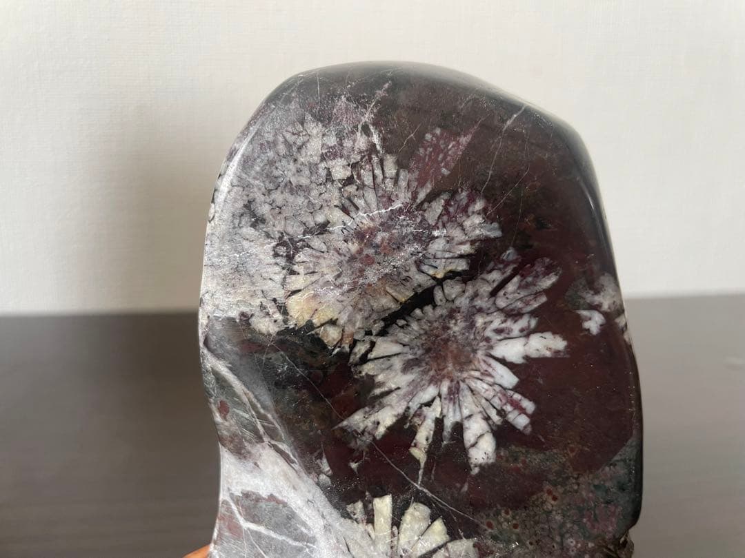 菊花石　鑑賞石　盆栽