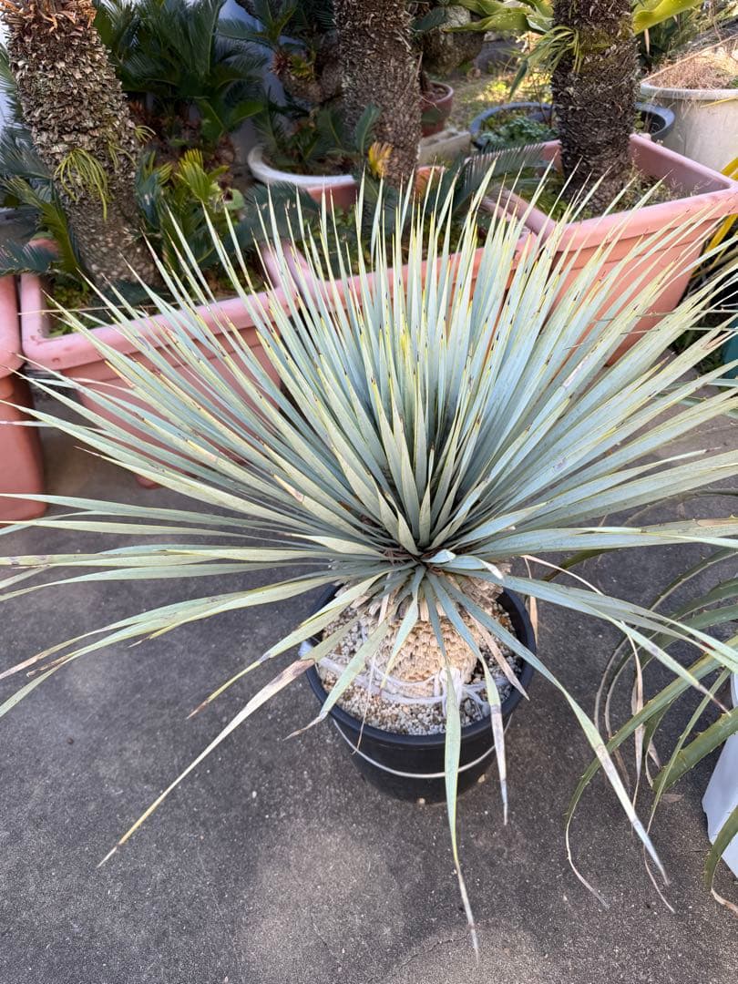 ユッカ マルデヌベス　大きめ 観葉植物