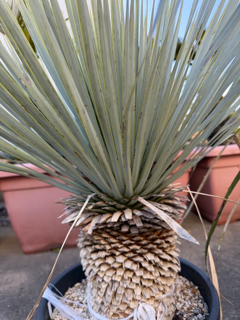 ユッカ マルデヌベス　大きめ 観葉植物