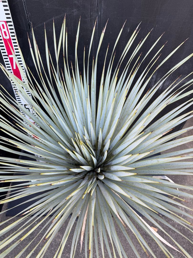 ユッカ マルデヌベス　大きめ 観葉植物
