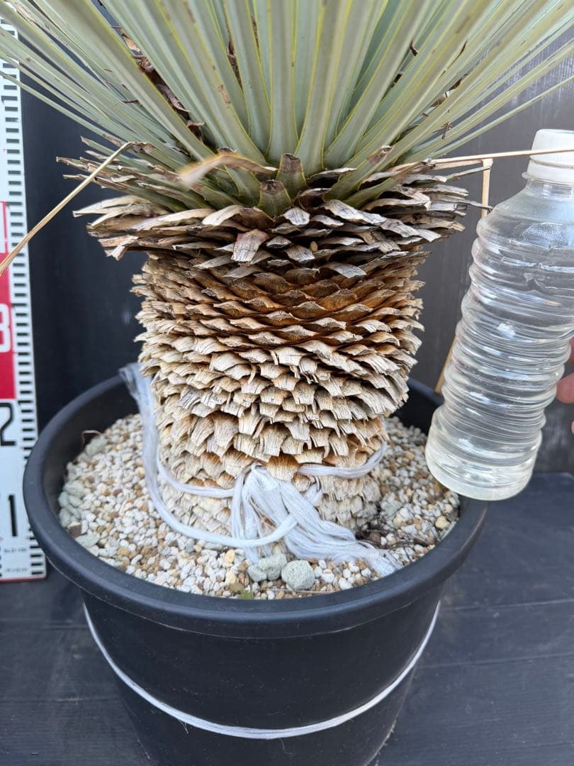 ユッカ マルデヌベス　大きめ 観葉植物
