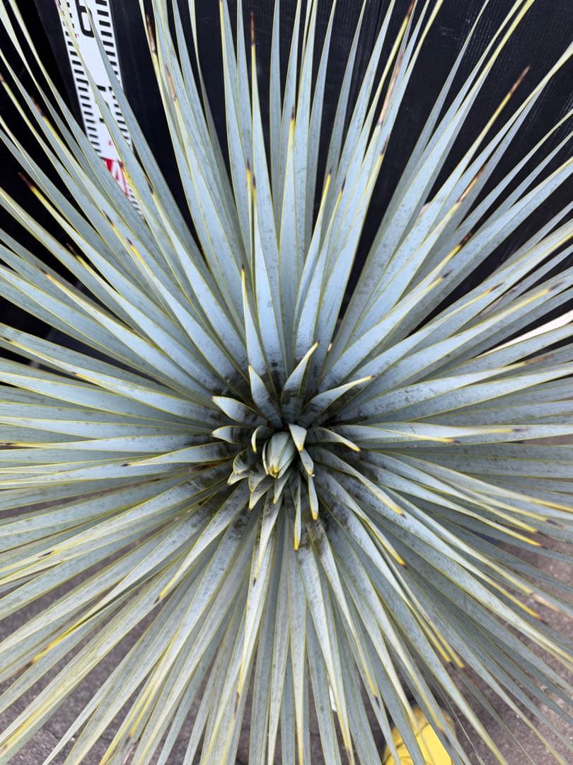 ユッカ マルデヌベス　大きめ 観葉植物