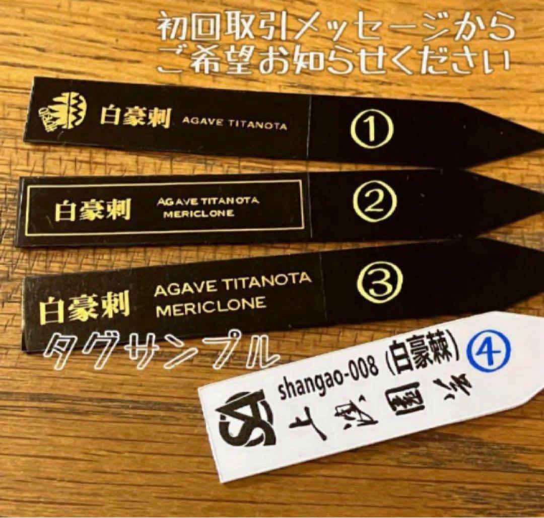 n*u様 【オークション】11 特選　太棘　アガべ　チタノタ　白豪刺　TC