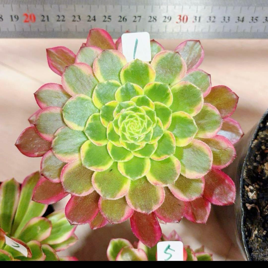 多肉植物❤️アエオニウム錦❤️朝霞錦*NIKA❤️1大頭10-13cm 拔き苗