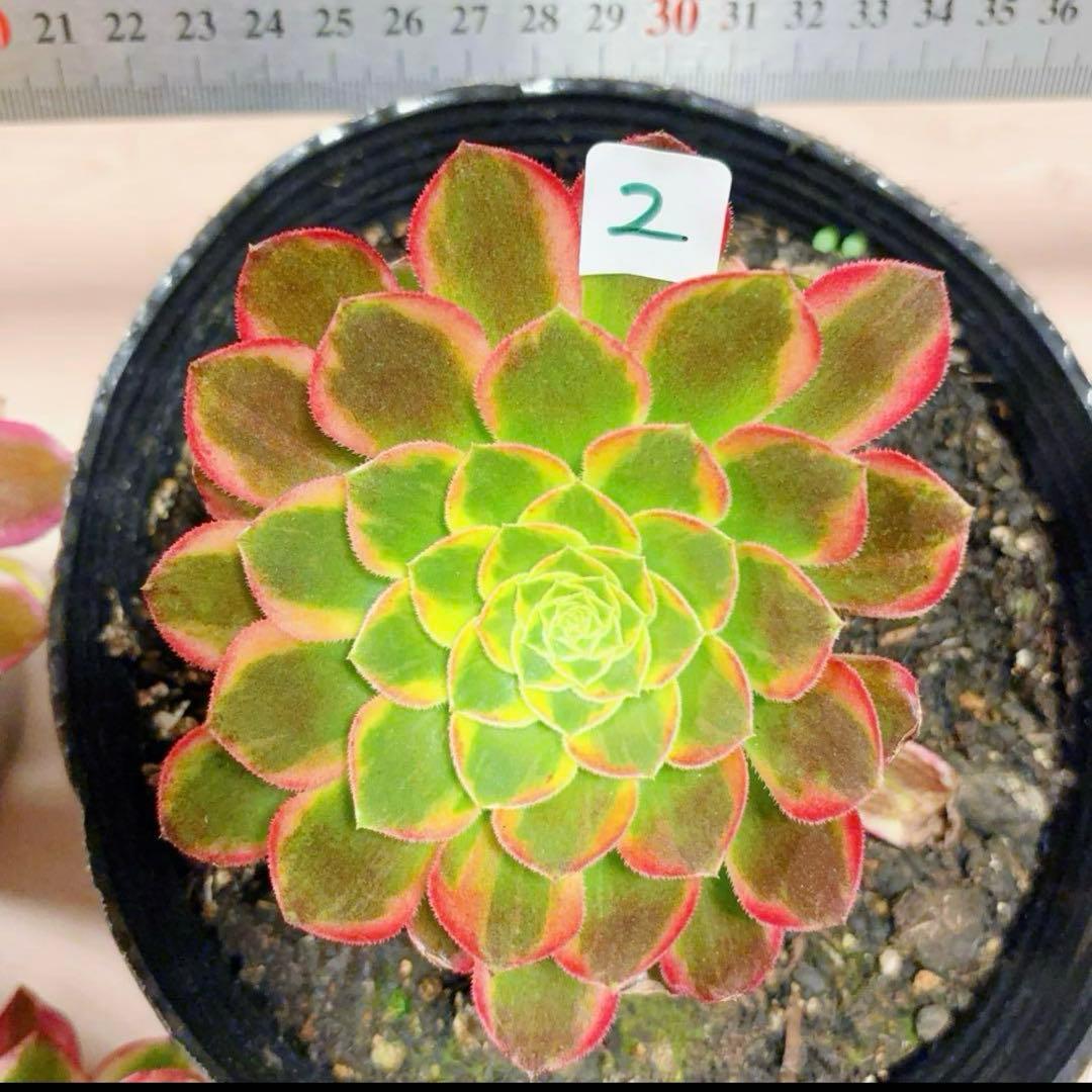 多肉植物❤️アエオニウム錦❤️朝霞錦*NIKA❤️1大頭10-13cm 拔き苗