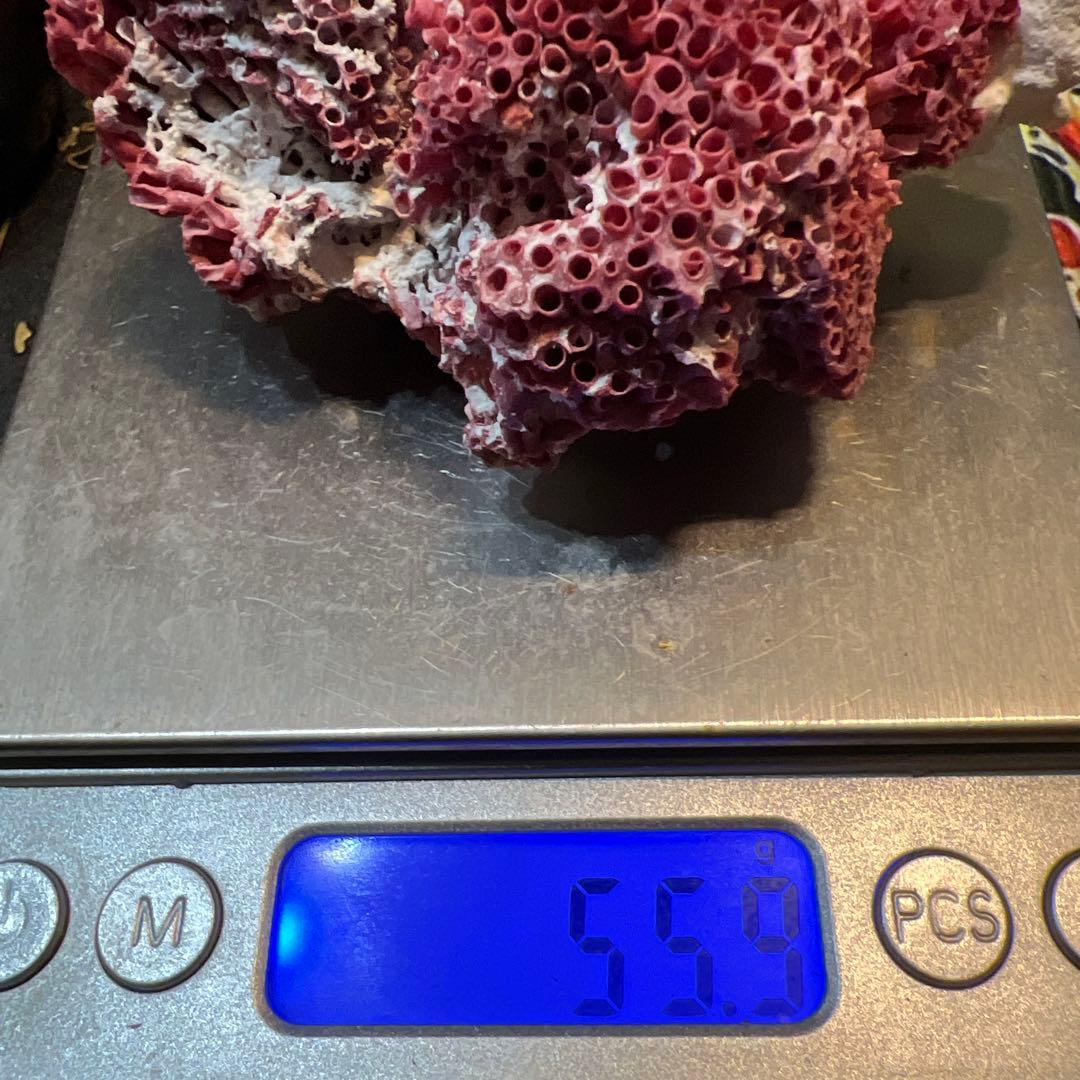 大人気 極希少 エジプト産 管状 赤珊瑚 レッド 原石 鉱物標本