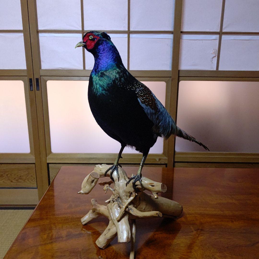 ‼️本物剥製‼️ 日本のキジ‼️プロが剥製‼️オマケ付き(o^－^o)