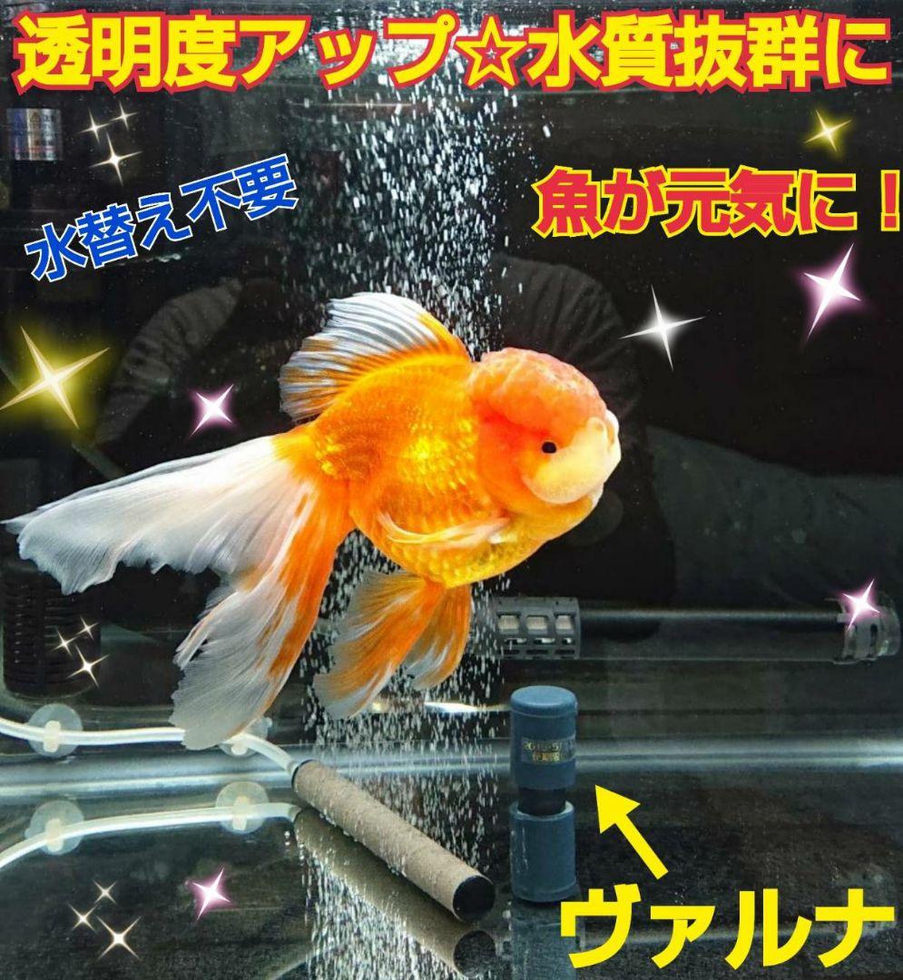 ヴァルナミニ　8センチ　水槽の透明度が抜群に！有害物質強力抑制！水替え不要に！