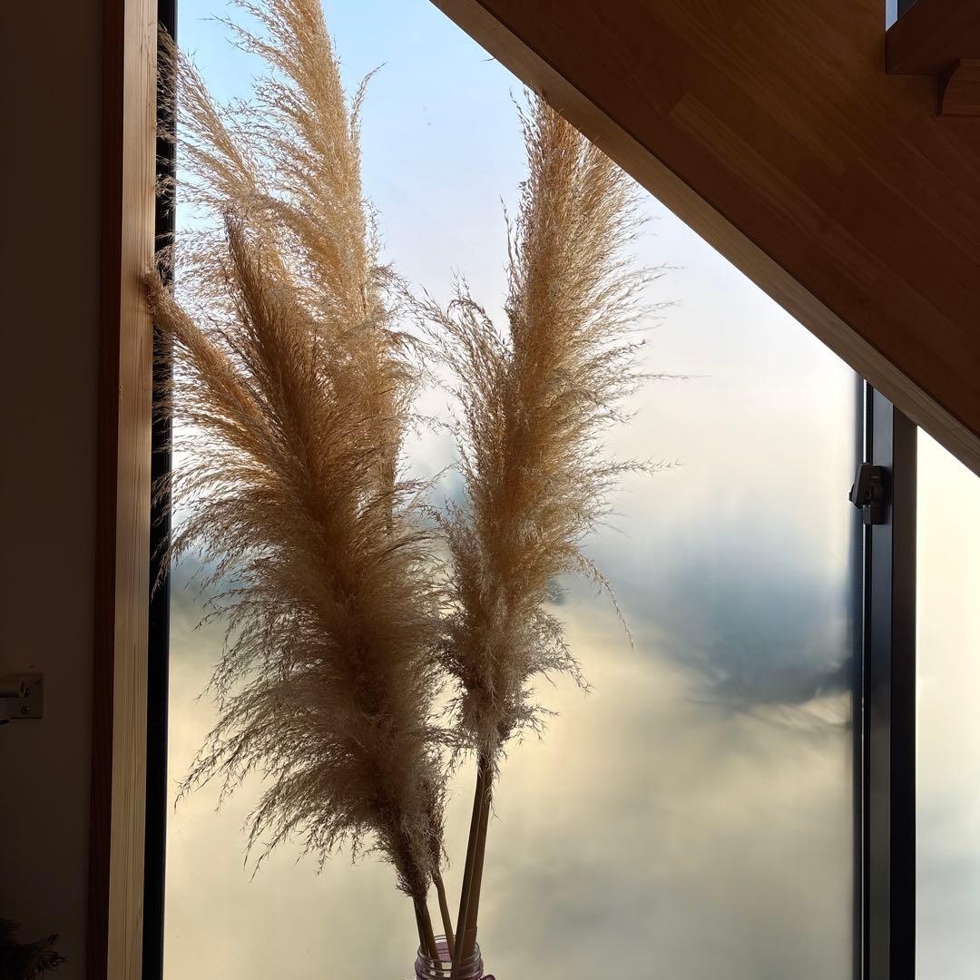 徳島　パンパスグラス　大株