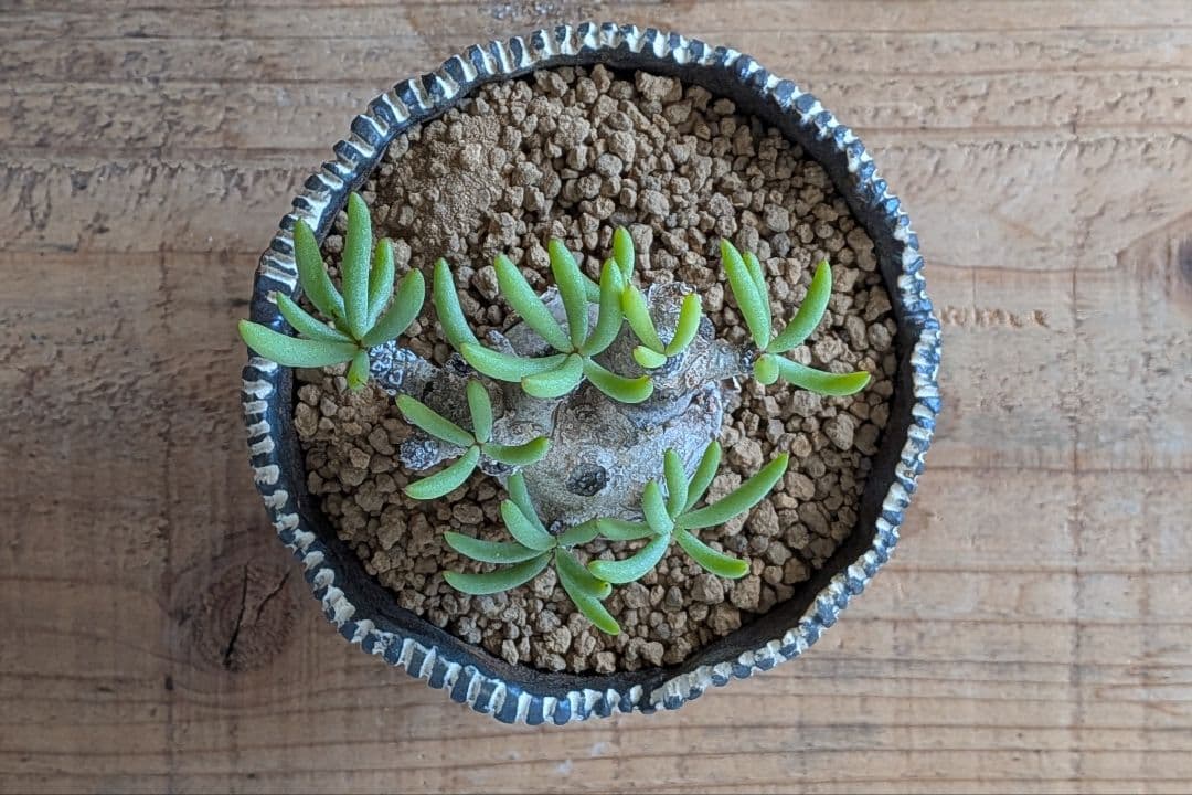 Ramat Planter #388 × チレコドン ペアルソニー